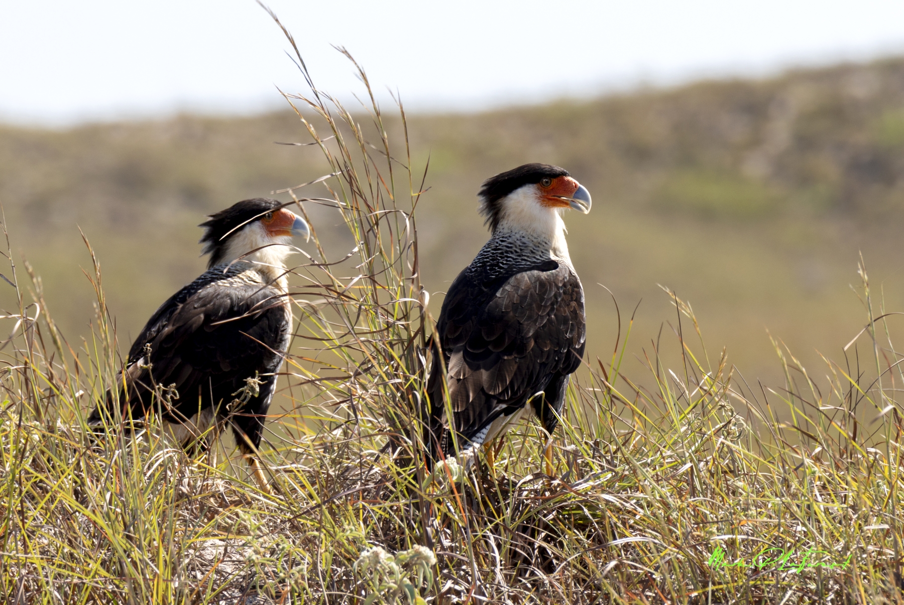 Crested Caracaras, Padre Island National Seashore, Texas
